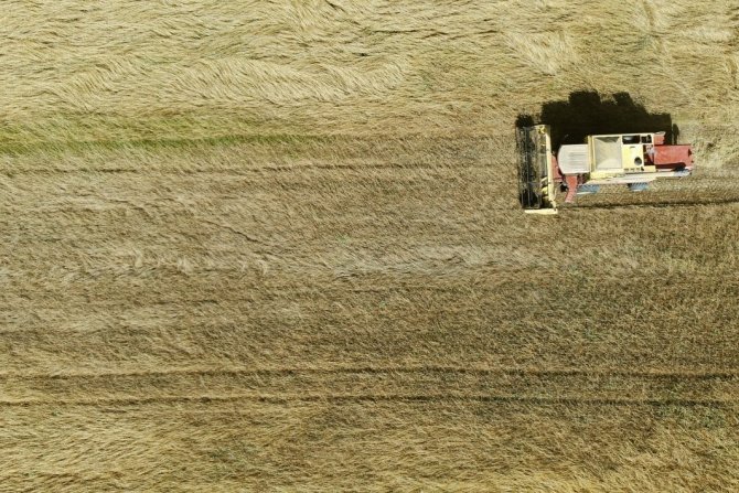 Tekirdağ’da 6 Bin Yıllık Ata Tohumları Hasat Edildi