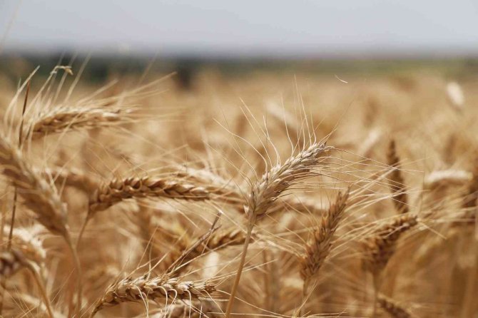 Tekirdağ’da Buğday Hasadı Sürüyor