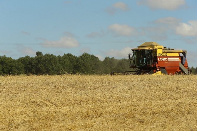 Tekirdağ’da 6 Bin Yıllık Ata Tohumları Hasat Edildi