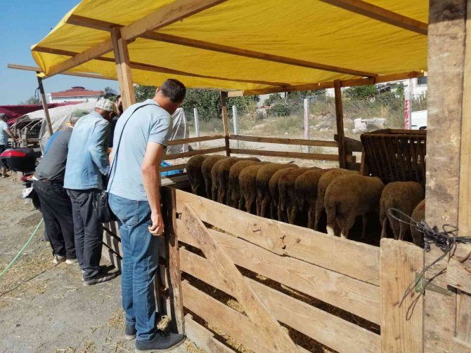 Kurbanlık Satış Alanları Ve Yol Denetimleri Yapıldı