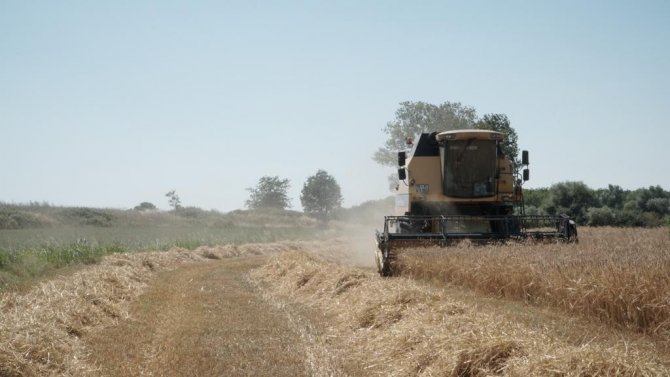 Mustafakemalpaşa’da Buğday Hasadı Başladı