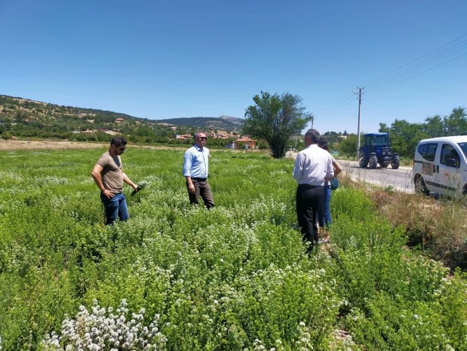 Türkiye’nin Kekik Üretim Merkezi Denizli, Rol Model Oldu