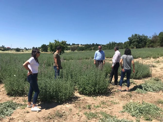 Türkiye’nin Kekik Üretim Merkezi Denizli, Rol Model Oldu