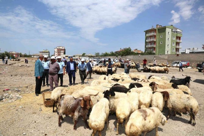 Başkan Akman, Kurban Satış Noktalarını Ziyaret Etti