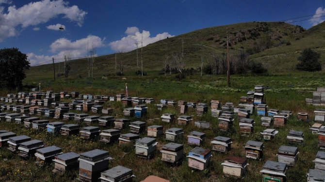 Yağışlar Sonrası Bayburt’ta Arıcıların Yüzü Güldü