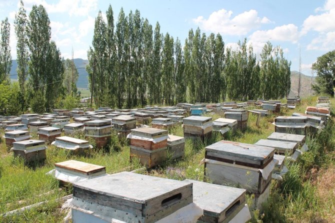 Yağışlar Sonrası Bayburt’ta Arıcıların Yüzü Güldü