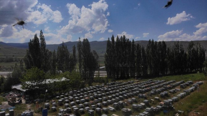 Yağışlar Sonrası Bayburt’ta Arıcıların Yüzü Güldü
