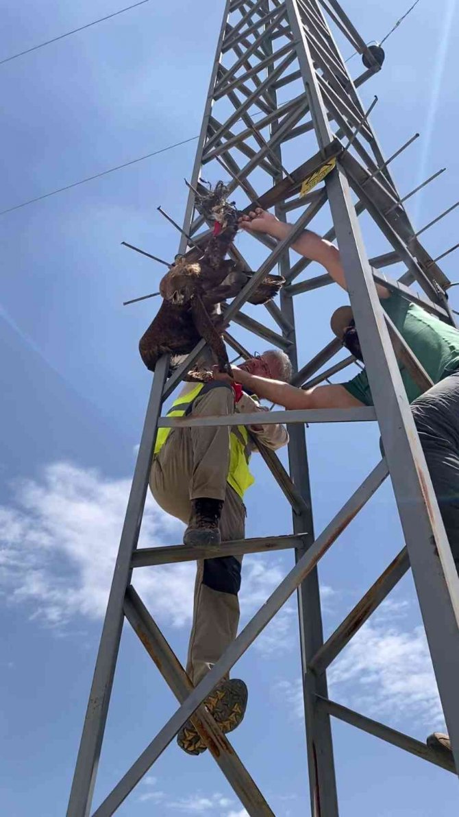 Enerji Hattında Mahsur Kalan Kızıl Şahin Arkeologlar Tarafından Kurtarıldı