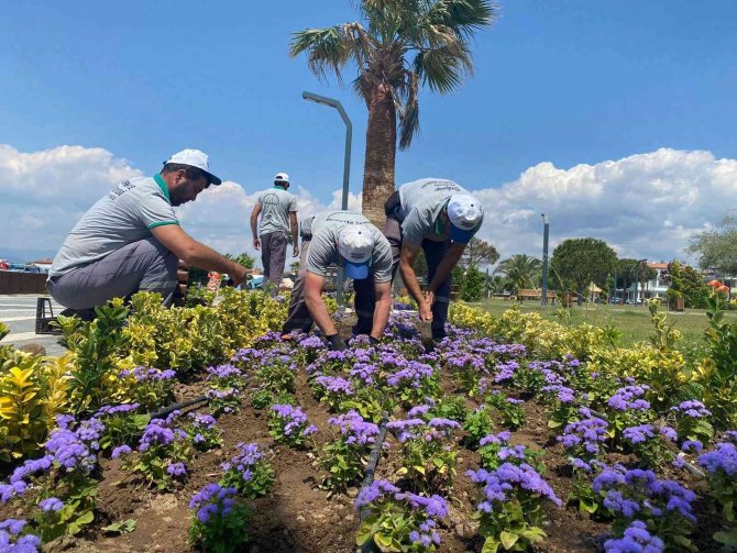 Burhaniye’de 60 Bin Çiçek Dikildi