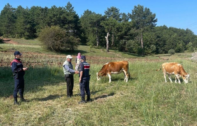 Kütahya’da Kayıp Büyükbaş Hayvanlar Dronla Bulundu