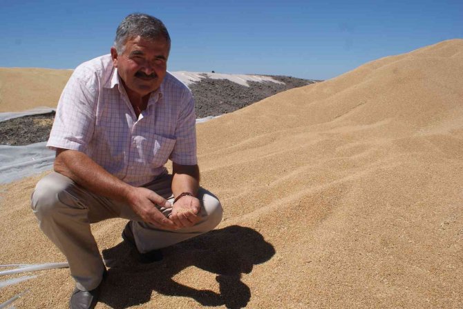 Buğday Üreticisi Tmo’yu Tercih Ediyor