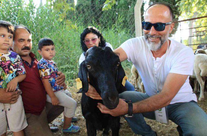 Denize Atlayan Keçi ’Ferdinand’a Arkadaş Olacak