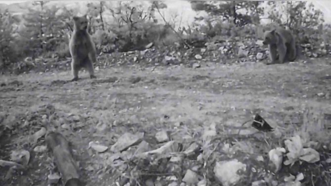 Yavru Ayıların Fotokapana Takılan Görüntüleri Gülümsetti