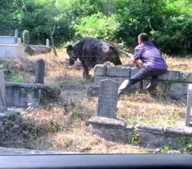 Kaçan Kurbanlık İneği Kuyruğundan Tutarak Durdurmaya Çalıştılar