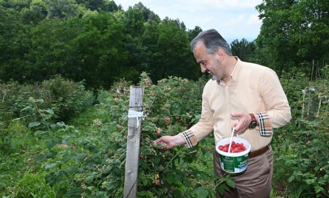 Bursalı Çiftçinin Hasat Bayramı