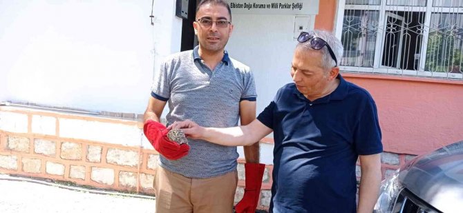 Yaralı Kukumav Kuşu Yavrusu Tedavi Edilecek