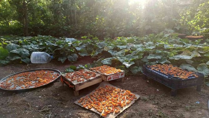Olgunlaşan Kayısılar Kurutulmaya Bırakıldı