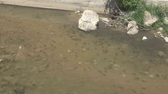 Harşit Çayı’nda Toplu Balık Ölümleri Endişeye Neden Oldu