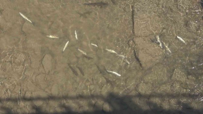 Harşit Çayı’nda Toplu Balık Ölümleri Endişeye Neden Oldu