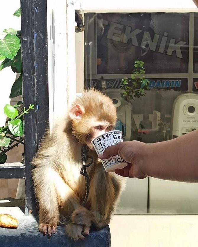 İ̇zmir’de Başıboş Gezen Maymun Koruma Altına Alındı