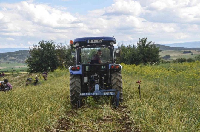 4 Bin Ailenin Gelir Kapısı ’Beyaz Altın’ Taşköprü Sarımsağının Hasat Dönemi Başladı