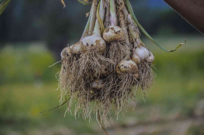 4 Bin Ailenin Gelir Kapısı ’Beyaz Altın’ Taşköprü Sarımsağının Hasat Dönemi Başladı