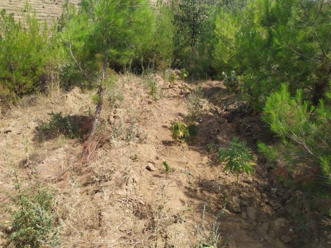 Ormanlık Alanda 16 Kök Hint Keneviri Ele Geçirildi