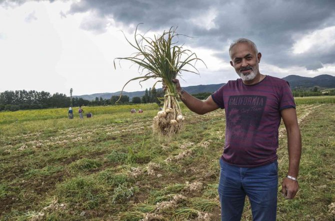 4 Bin Ailenin Gelir Kapısı ’Beyaz Altın’ Taşköprü Sarımsağının Hasat Dönemi Başladı