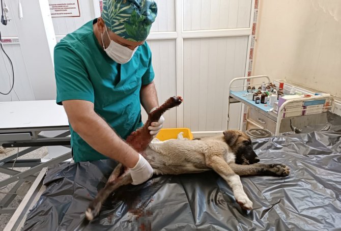 Hakkari’de Bir Haftada 2 Köpeği Yılan Isırdı
