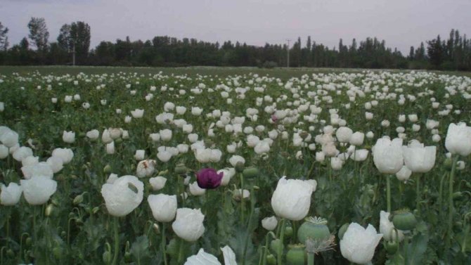 Haşhaş Tohumu İhracatında Yüzde 923’lük Rekor Artış