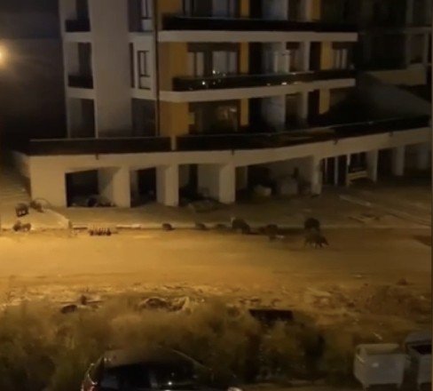 Bursa’da Aç Kalan Domuz Sürüsü Şehre İndi