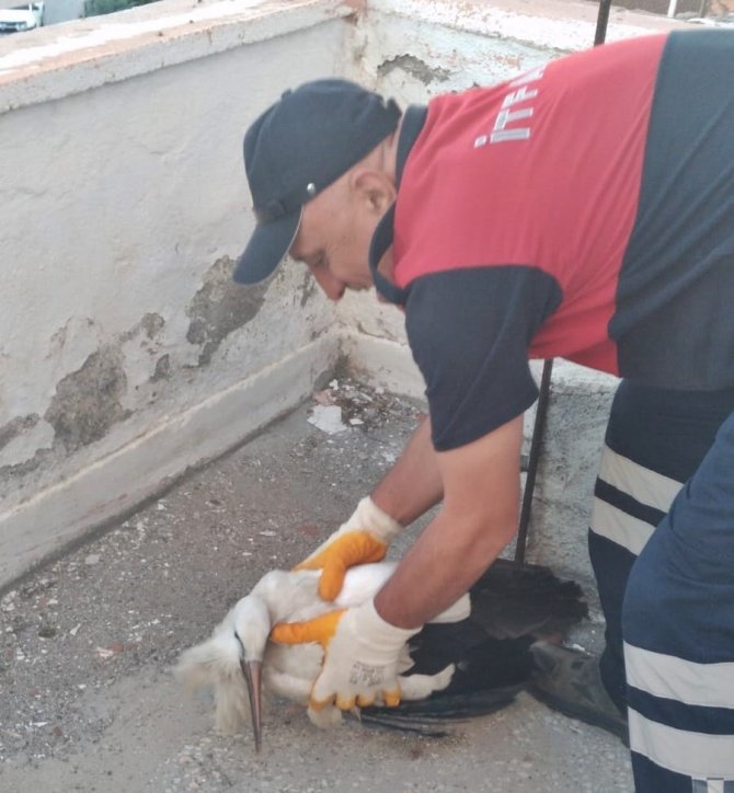 Yuvasından Düşen Leyleği İtfaiye Ekipleri Kurtardı