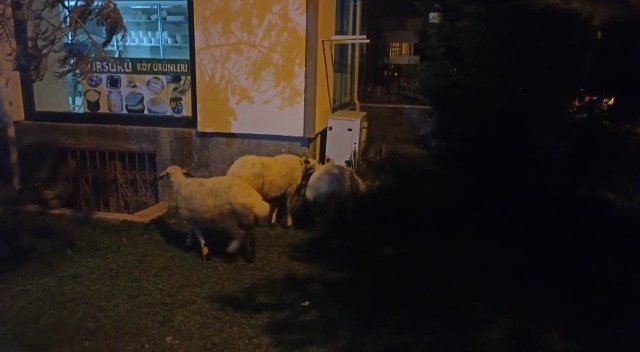 ’Kesilmekten Kaçan’ Koyunlar Belediye Ekipleri Tarafından Yakalandı