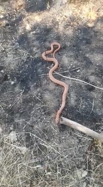 Yılanı Gören Köylülerin “Piton Mu Kobra Mı” Diyaloğu Gülümsetti