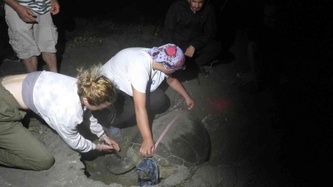Hatay’da Deniz Kaplumbağaları Yumurtalarını Bırakıyor