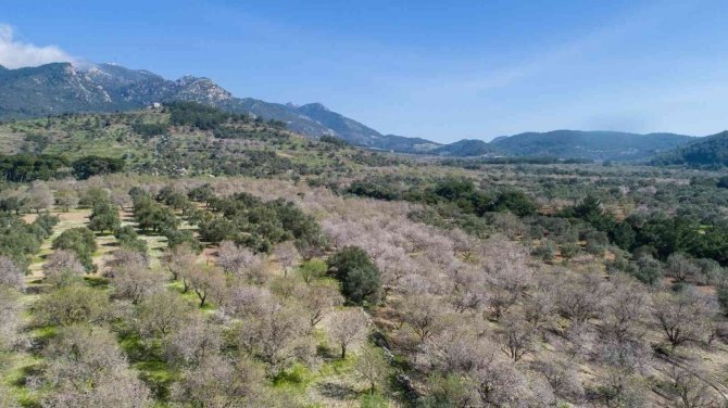 Muğla Büyükşehir Belediyesi’nden Zeytin Üreticisine Destek