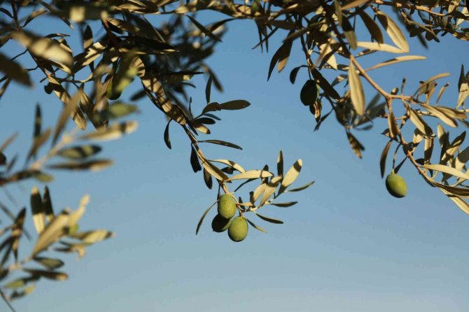 Muğla Büyükşehir Belediyesi’nden Zeytin Üreticisine Destek