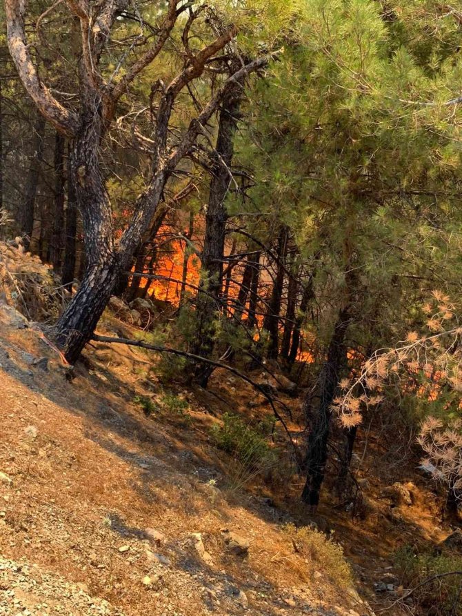 Datça’da Orman Yangını