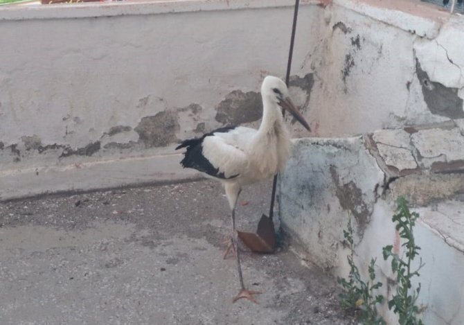 Yuvasından Düşen Leyleği İtfaiye Ekipleri Kurtardı