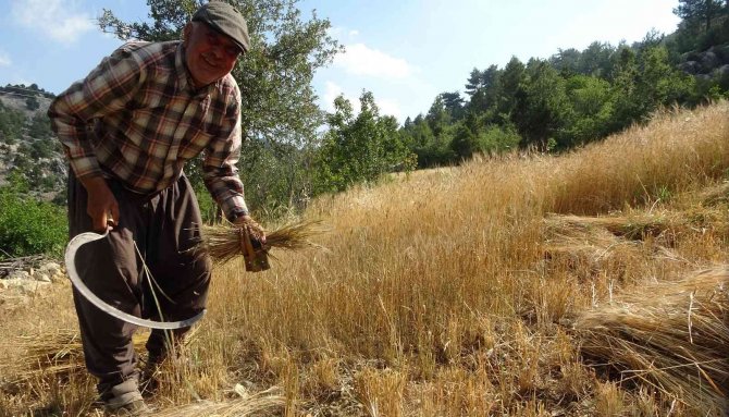 Binlerce Yıllık Geçmişi Olan Siyez Buğdayını Kozan’da Yetiştirdi