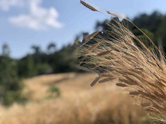 Binlerce Yıllık Geçmişi Olan Siyez Buğdayını Kozan’da Yetiştirdi