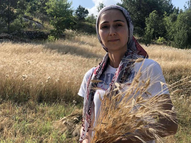 Binlerce Yıllık Geçmişi Olan Siyez Buğdayını Kozan’da Yetiştirdi