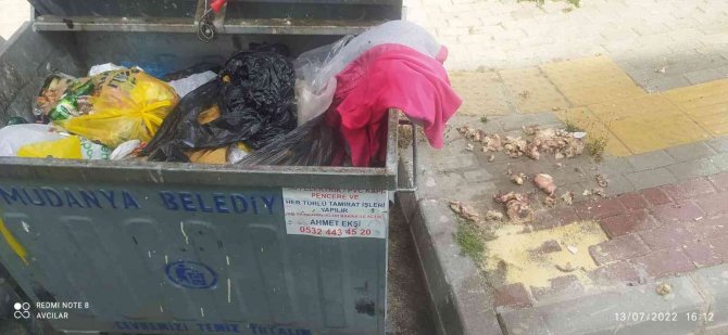 Mudanya’da Karasineğin Sebebi İhmal