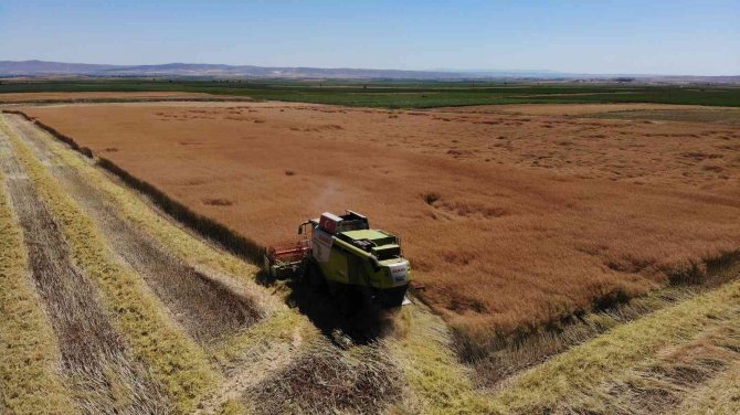 Kanolada İlk Deneme Yüz Güldürdü