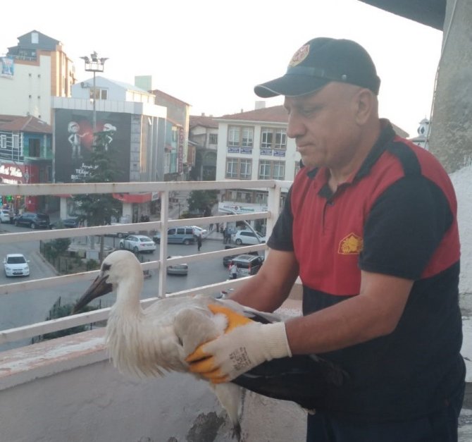 Yuvasından Düşen Leyleği İtfaiye Ekipleri Kurtardı