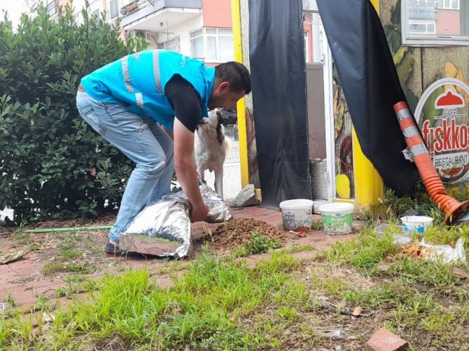 Yiyecek Bulmakta Zorlanan Hayvanlar İçin Mama Bırakılıyor
