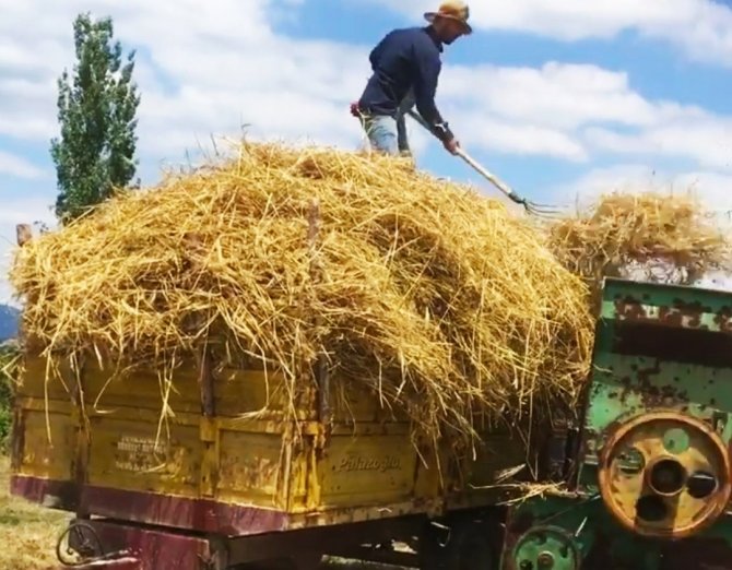 Çiftçi Patoz Makinalarından Vazgeçemiyor