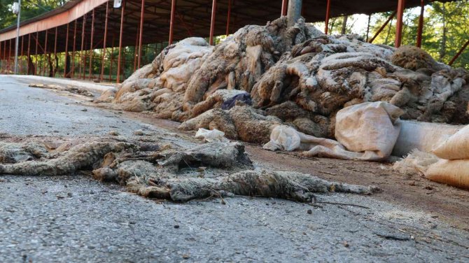 Kurban Derileri Kırkpınar Er Meydanı’nda Kokmaya Başladı