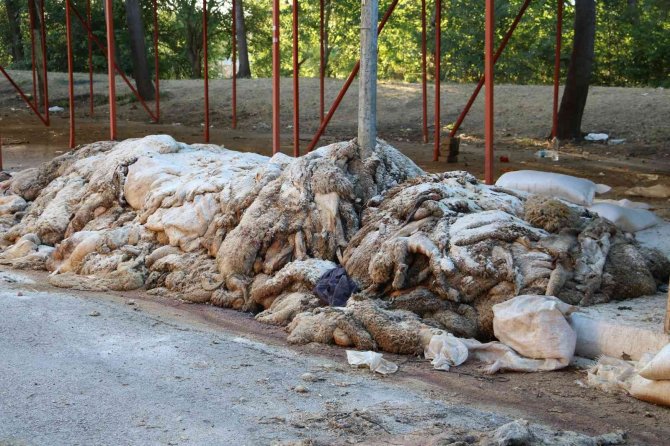 Kurban Derileri Kırkpınar Er Meydanı’nda Kokmaya Başladı