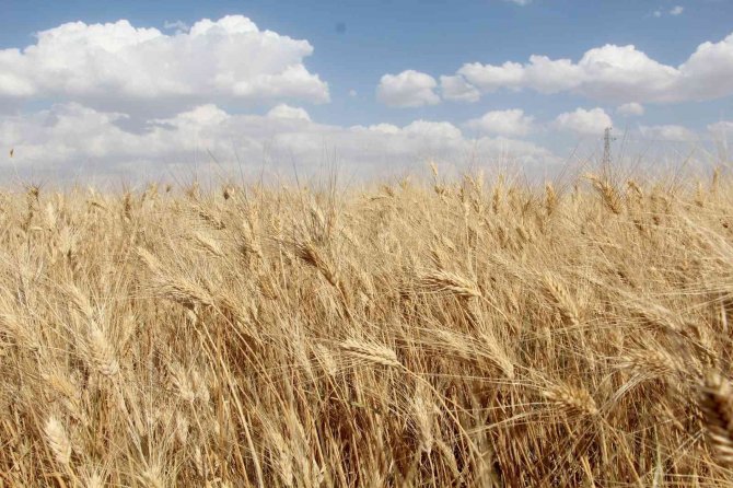 Siirt’te Buğday Hasadında Sona Gelindi, 125 Bin Ton Verim Bekleniyor
